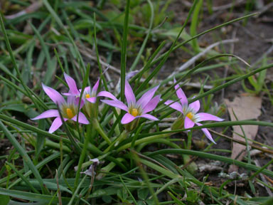 APII jpeg image of Romulea rosea  © contact APII