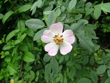 APII jpeg image of Rosa canina  © contact APII