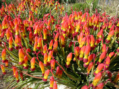 APII jpeg image of Lachenalia aloides  © contact APII