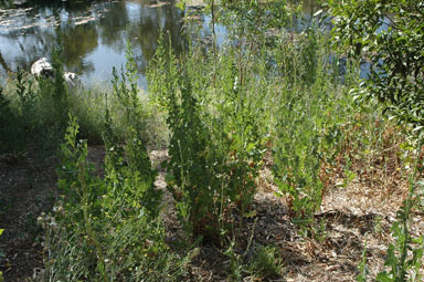 APII jpeg image of Lactuca serriola  © contact APII