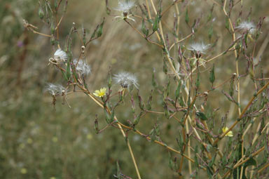 APII jpeg image of Lactuca serriola  © contact APII