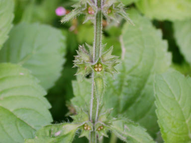 APII jpeg image of Lamium purpureum  © contact APII