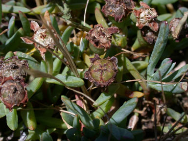 APII jpeg image of Lampranthus tegens  © contact APII