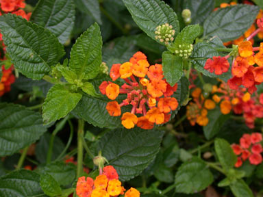 APII jpeg image of Lantana camara  © contact APII