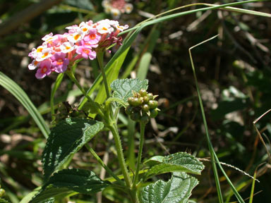 APII jpeg image of Lantana camara  © contact APII