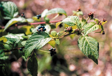 APII jpeg image of Lantana camara  © contact APII