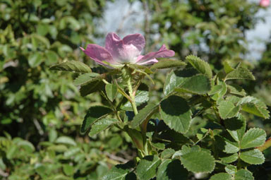APII jpeg image of Rosa rubiginosa  © contact APII
