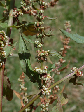 APII jpeg image of Rumex conglomeratus  © contact APII