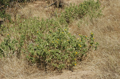 APII jpeg image of Scolymus hispanicus  © contact APII
