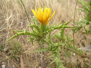 APII jpeg image of Scolymus hispanicus  © contact APII