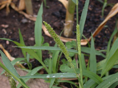 APII jpeg image of Setaria verticillata  © contact APII