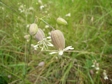 APII jpeg image of Silene vulgaris  © contact APII