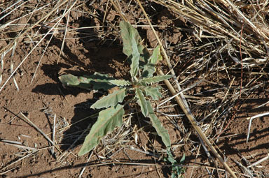 APII jpeg image of Solanum elaeagnifolium  © contact APII