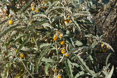 APII jpeg image of Solanum elaeagnifolium  © contact APII