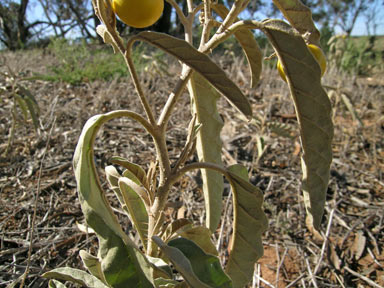 APII jpeg image of Solanum elaeagnifolium  © contact APII