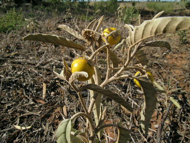 APII jpeg image of Solanum elaeagnifolium  © contact APII