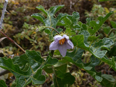 APII jpeg image of Solanum linnaeanum  © contact APII