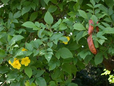 APII jpeg image of Tecoma stans  © contact APII