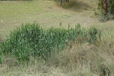 APII jpeg image of Typha latifolia  © contact APII