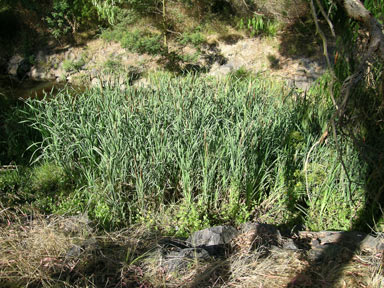 APII jpeg image of Typha latifolia  © contact APII