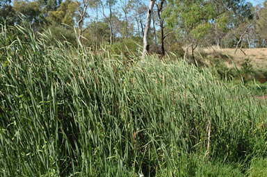 APII jpeg image of Typha orientalis  © contact APII