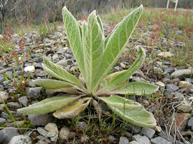 APII jpeg image of Verbascum thapsus subsp. thapsus  © contact APII