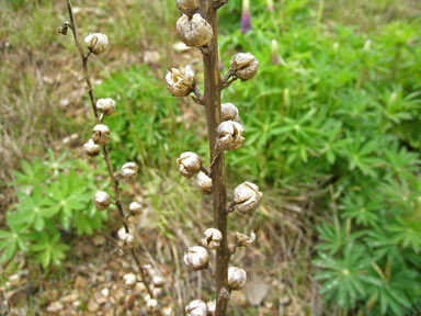 APII jpeg image of Verbascum thapsus subsp. thapsus  © contact APII