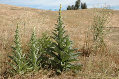 APII jpeg image of Verbascum thapsus  © contact APII