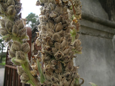 APII jpeg image of Verbascum thapsus  © contact APII