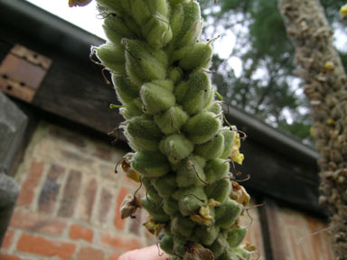 APII jpeg image of Verbascum thapsus  © contact APII