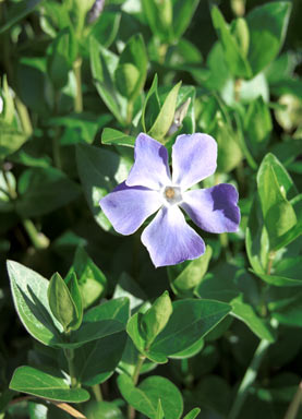 APII jpeg image of Vinca major  © contact APII