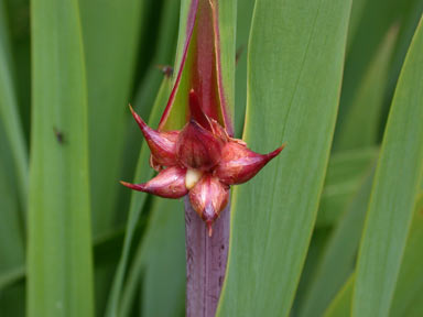 APII jpeg image of Watsonia meriana var. bulbillifera  © contact APII