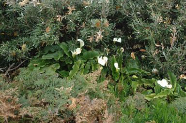 APII jpeg image of Zantedeschia aethiopica  © contact APII