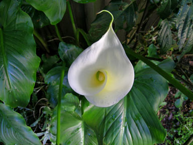 APII jpeg image of Zantedeschia aethiopica  © contact APII