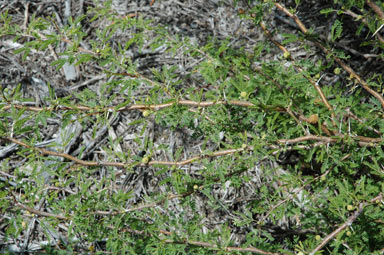 APII jpeg image of Vachellia farnesiana  © contact APII