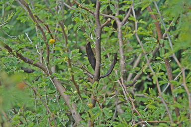 APII jpeg image of Vachellia farnesiana  © contact APII