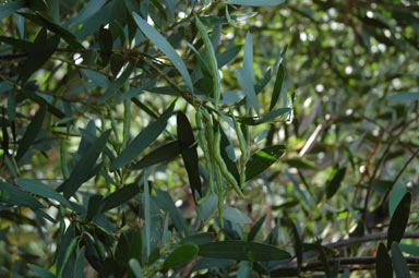 APII jpeg image of Acacia longifolia subsp. sophorae  © contact APII