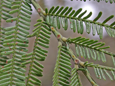 APII jpeg image of Acacia mearnsii  © contact APII