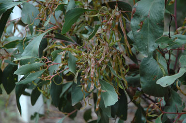 APII jpeg image of Acacia pycnantha  © contact APII