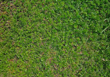 APII jpeg image of Acaena novae-zelandiae  © contact APII