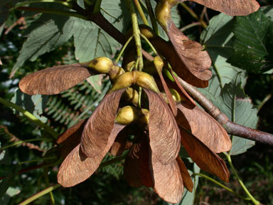 APII jpeg image of Acer pseudoplatanus  © contact APII