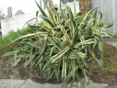 APII jpeg image of Agave americana  © contact APII