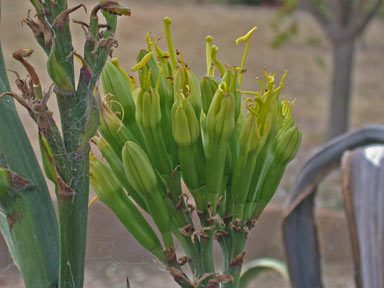 APII jpeg image of Agave americana  © contact APII