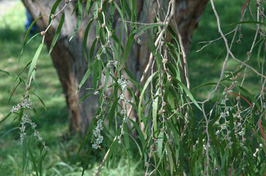 APII jpeg image of Agonis flexuosa  © contact APII