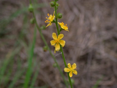 APII jpeg image of Agrimonia eupatoria  © contact APII