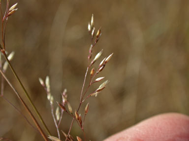 APII jpeg image of Agrostis capillaris  © contact APII