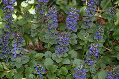 APII jpeg image of Ajuga reptans  © contact APII