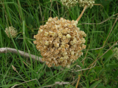 APII jpeg image of Allium ampeloprasum  © contact APII