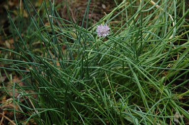 APII jpeg image of Allium schoenoprasum  © contact APII