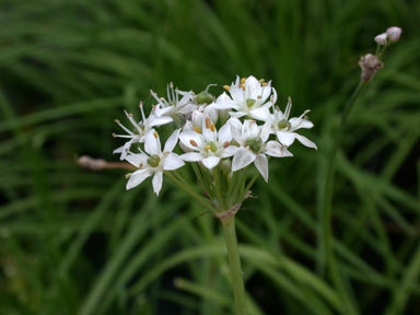 APII jpeg image of Allium tuberosum  © contact APII